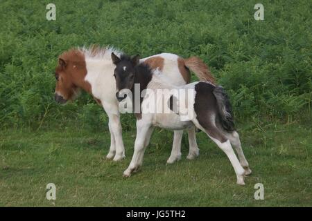 Zwei kleine Dartmoor-Pony-Fohlen Stockfoto