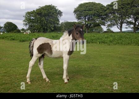 Ein wenig Dartmoor Pony Fohlen im Dartmoor National Park, Devon, UK Stockfoto