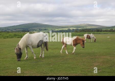 Wilden Moorland Ponys im Dartmoor National Park Stockfoto