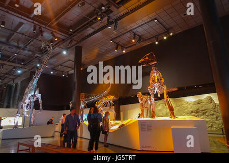 HOUSTON, USA - 12. Januar 2017: Unbekannte Menschen herumlaufen der fossilen Dinosaurier-Ausstellung im National Museum of Natural Science in Orland Stockfoto