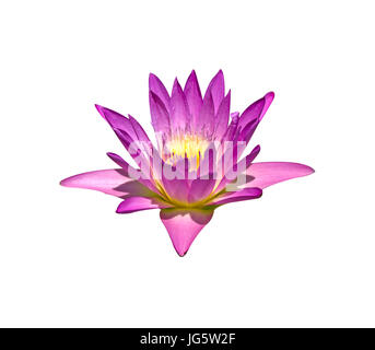 Die Lotus-Blüte auf einem weißen Hintergrund. Stockfoto