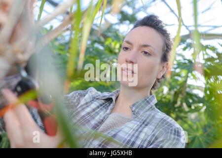 Arbeitnehmerin Zerlegebetriebe Stockfoto