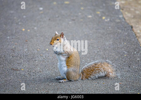 Eichhörnchen warten auf jemanden, der ihm etwas zu essen geben Stockfoto