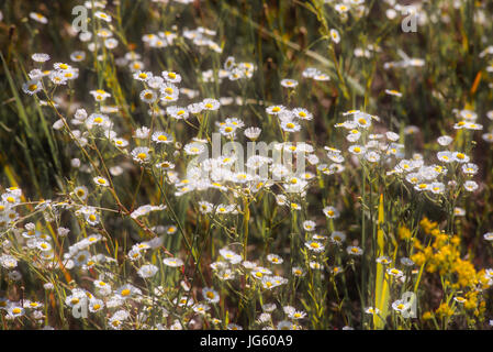 Erigeron Annuus Blumen, auch bekannt als Berufkraut, Daisy Berufkraut oder östlichen Daisy Berufkraut, wächst auf der Wiese unter der warmen Sommersonne in der Ukraine Stockfoto