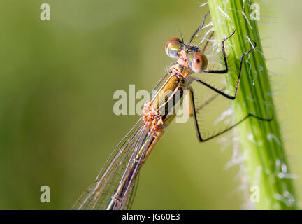 Weibchen von einem Damselfly Lestes Sponsa, auch bekannt als Emerald Damselfly oder gemeinsame Spreadwing fordert den Stamm einer Daucus Carota Blume Stockfoto