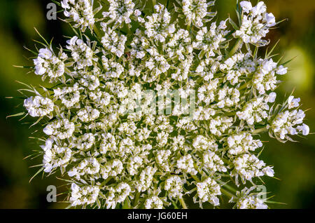 Makro von einem offenen Wilde Möhre (Daucus Carota) auf der Wiese in der Nähe von Dnepr in Kiew, Ukraine Stockfoto