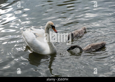 Ein Schwan und ihre Cygnets Braunston Marina, Braunston, Vereinigtes Königreich Stockfoto