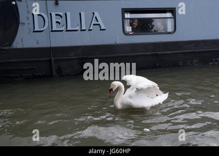 Ein Schwan und ihre Cygnets Braunston Marina, Braunston, Vereinigtes Königreich Stockfoto