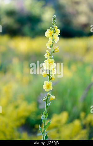 Gelb Verbascum Blattaria Blume, auch bekannt als Motte Königskerze, samt Anlage, auf der Wiese unter der Sommersonne weichen Morgen in Kiew, Ukraine Stockfoto