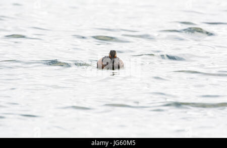 Schwarzhalstaucher (Podiceps Nigricolis), bekannt als die eared Grebe in Nordamerika, im Sommer Gefieder. Fotografiert in Hampshire, UK. Stockfoto