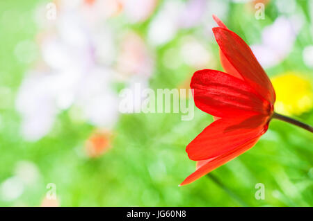 Eine helle rote Tulpe aus rechten Frame mit Schwerpunkt Erweichung in die hellen grünen Rasen und Frühlingsblumen dahinter erreichte Nahaufnahme Seitenansicht. Stockfoto