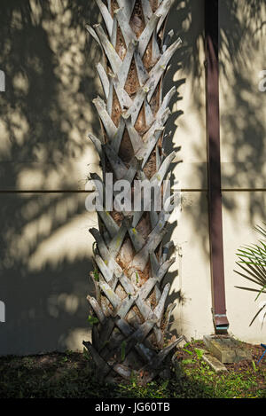 Sabal-Palme Stiefel auf Stamm in Gainesville Florida. Stockfoto