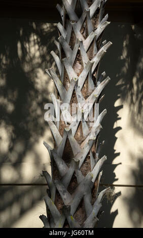 Sabal-Palme Stiefel auf Stamm in Gainesville Florida. Stockfoto