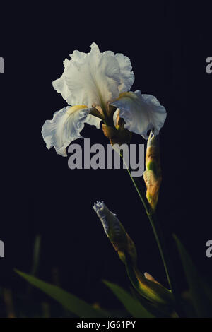 Herrliche weiße Bartiris in voller Blüte. Stockfoto