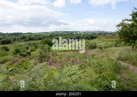 Waldridge fiel im Sommer Stockfoto
