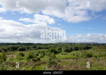 Waldridge fiel im Sommer Stockfoto