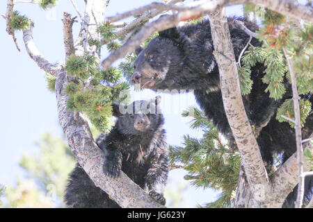 Amerikanische Schwarzbären klettert eine Weißstämmige Kiefer im Yellowstone National Park 9. September 2016 in Wyoming.    (Foto von Eric Johnston über Planetpix) Stockfoto