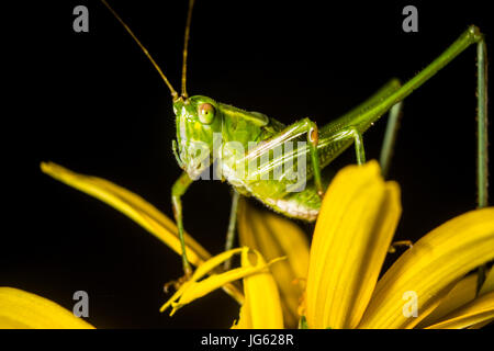 Eine Heuschrecke ruht auf einem Wildblumen blühen. Stockfoto