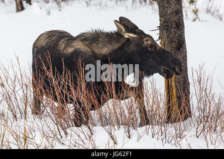 Ein Stier Elch Spaziergänge durch den Winterschnee in der Nähe von Pebble Creek in den Yellowstone-Nationalpark 9. Februar 2017 in der Nähe von Tower Junction, Wyoming.    (Foto von Chris Ferrante über Planetpix) Stockfoto