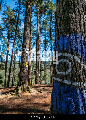 Augen auf den Bäumen, Oma Wald im Baskenland Stockfoto