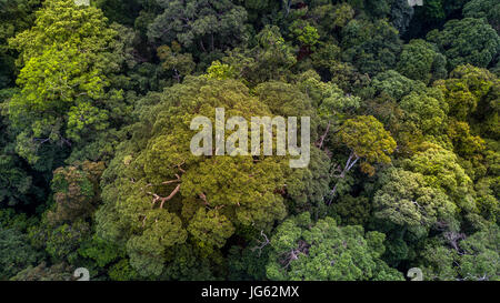 Luftaufnahme der Waldbäume und Weg von der Ansicht von oben. Stockfoto