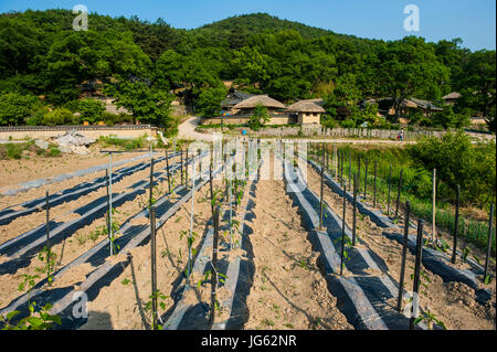 Feld vor dem traditionellen Holzhäusern im Yangdong folk Village in der Nähe von Gyeongju, Südkorea Stockfoto