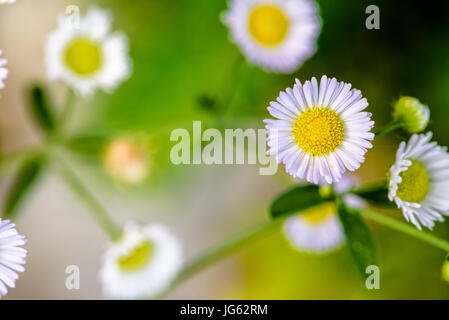 Closeup schöne kleine Blume mit gelben Pollen und weißes Blütenblatt von Bellis Perennis, gemeinsame Daisy, Lawn Daisy, Woundwort, Bruisewort oder Englisch Daisy Stockfoto