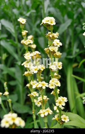 Sisyrinchium striatum Stockfoto