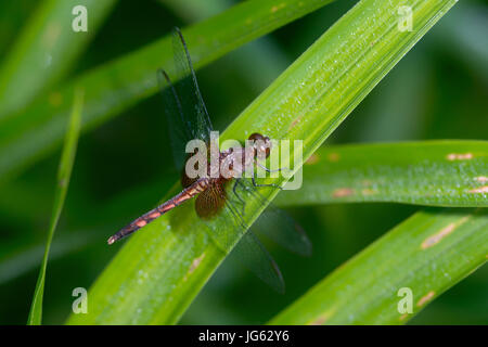 Dragonlet rot-Jaguaren, "Erythrodiplax Fervida", Männlich-La Selva, Costa Rica Stockfoto