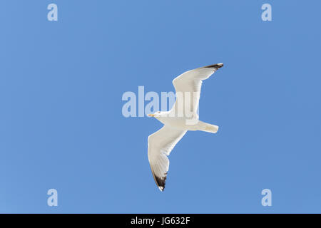 Eine Silbermöwe Stockfoto