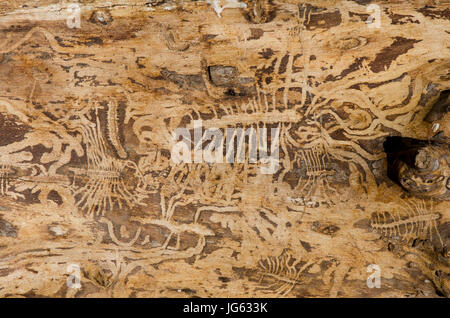 Anzeichen von Pinienrinde Käfer Muster Schäden auf toter Rinde der Kiefer. Spanien. Stockfoto