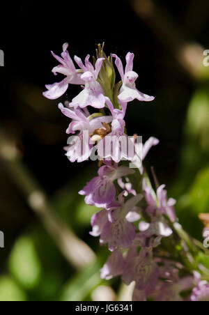 Robuste Sumpforchidee, Dactylorhiza elata, Orchideen, wildes andalusien, Spanien. Stockfoto