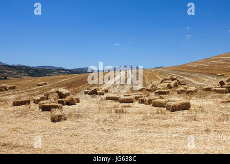 Heuballen, Heuballen, Bale, in einem Feld nach der Ernte, in der Nähe von Ronda. Andalusien, Spanien. Stockfoto
