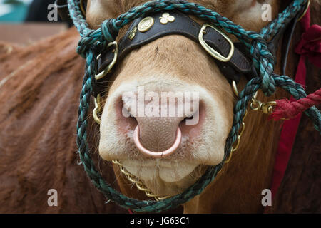 Limousin Stier Gesicht / Nase Ring bei Hanbury Land Show, Worcestershire. UK Stockfoto