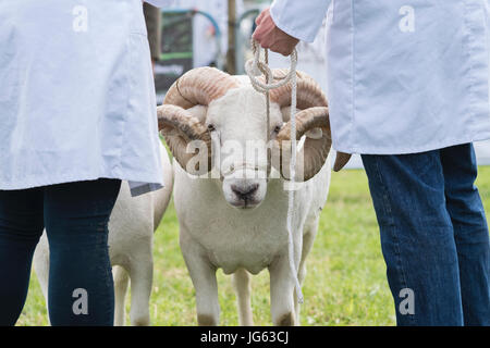 Ovis Aries. Wiltshire gehörnten Ram / Schafe im Hanbury Country show, Worcestershire. UK Stockfoto