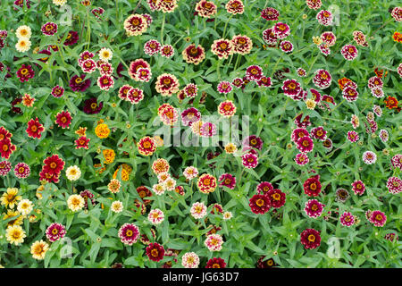 Zinnia Haageana Jazzy Mischung Blumen Stockfoto