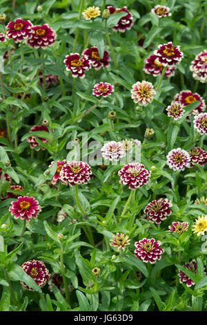 Zinnia Haageana Jazzy Mischung Blumen Stockfoto