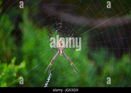 A St Andrews Cross Spider geduldig warten auf eine Mahlzeit, in seiner komplizierten Geflecht erwischt Stockfoto