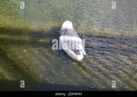 Ein Spaziergang rund Coate Wasser, site-seeing Stockfoto