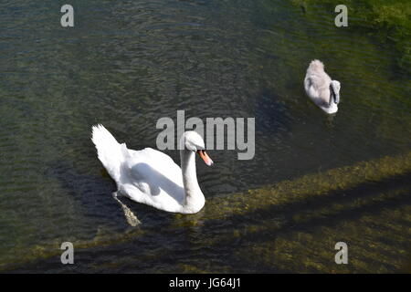 Ein Spaziergang rund Coate Wasser, site-seeing Stockfoto