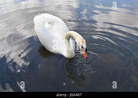 Ein Spaziergang rund Coate Wasser, site-seeing Stockfoto