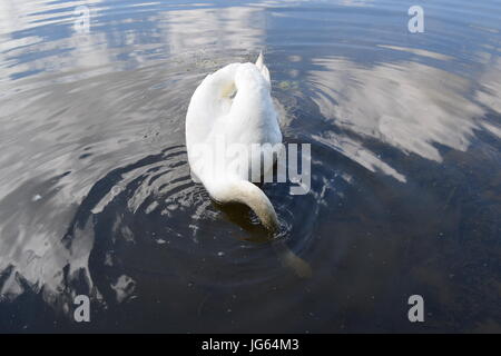 Ein Spaziergang rund Coate Wasser, site-seeing Stockfoto