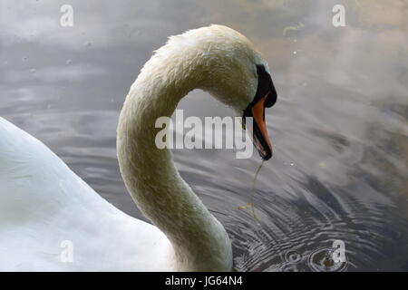 Ein Spaziergang rund Coate Wasser, site-seeing Stockfoto