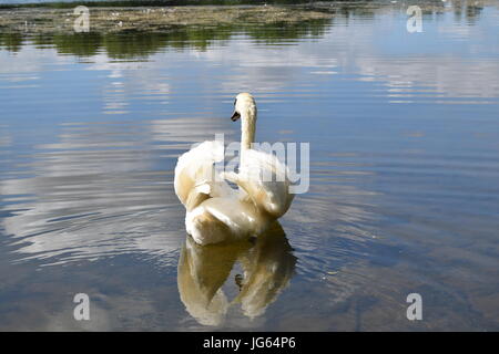 Ein Spaziergang rund Coate Wasser, site-seeing Stockfoto