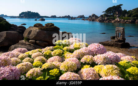 Hortensie am Strand in der Bretagne Stockfoto
