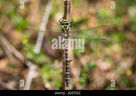 Golden beringt Libelle, Cordulegaster Boltonii, auf einem Ast Stockfoto