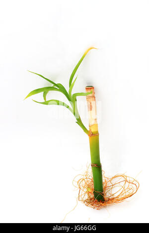 Sterbende Lucky Bamboo oder bekannt als Dracaena Braunii, Dracaena sanderiana Stockfoto