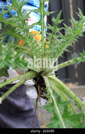 Cirsium Vulgare - Kratzdistel Stockfoto