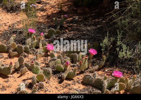 Pricklypear Kakteen (Opuntia Polyacantha) in voller Blüte im Grand Staircase-Escalante National Monument, Utah Stockfoto