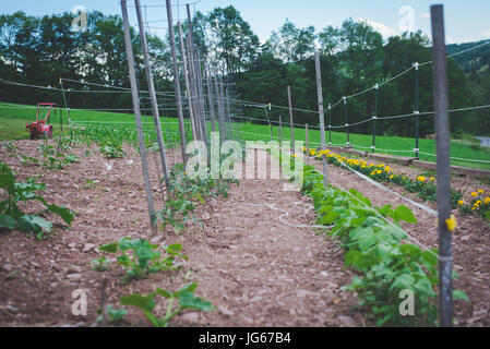 Ein Garten im ländlichen Pennsylvania. Stockfoto